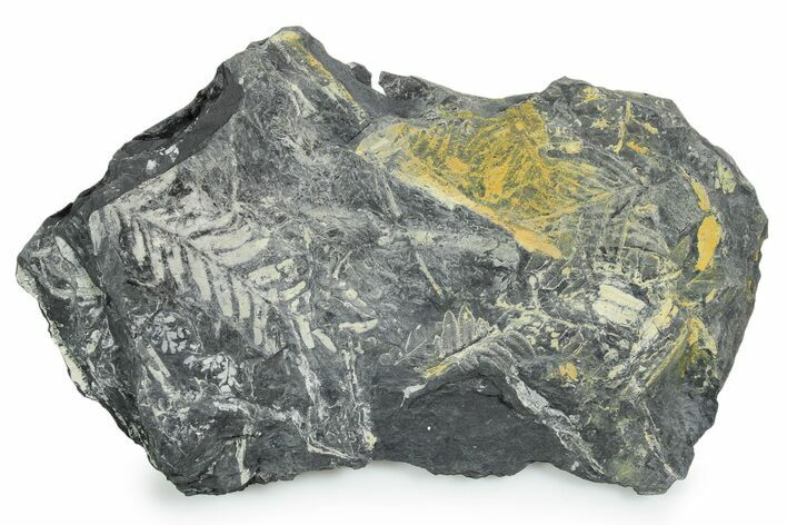 Fossil Seed Fern (Alethopteris) Plate - Pennsylvania #347696